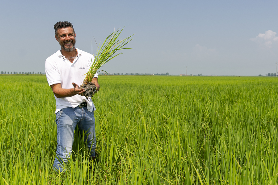 Product Knowledge: Rice