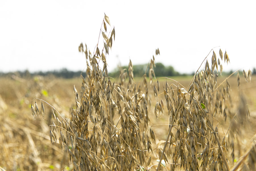 Supplier portrait: Oats from the Swabian Alb