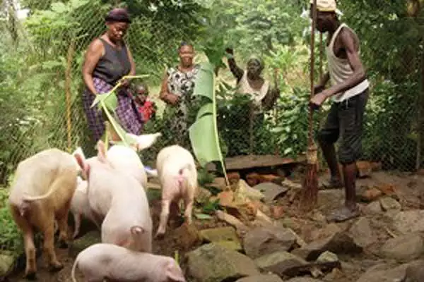 Frauenprojekt – Association des Femmes pour le Développement, Demokratische Republik Kongo