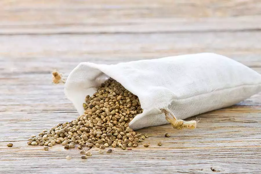 Aus Hanfsamen wird Hanföl gewonnen. Aber auch als Snack oder Topping sind diese Körnchen sehr beliebt.