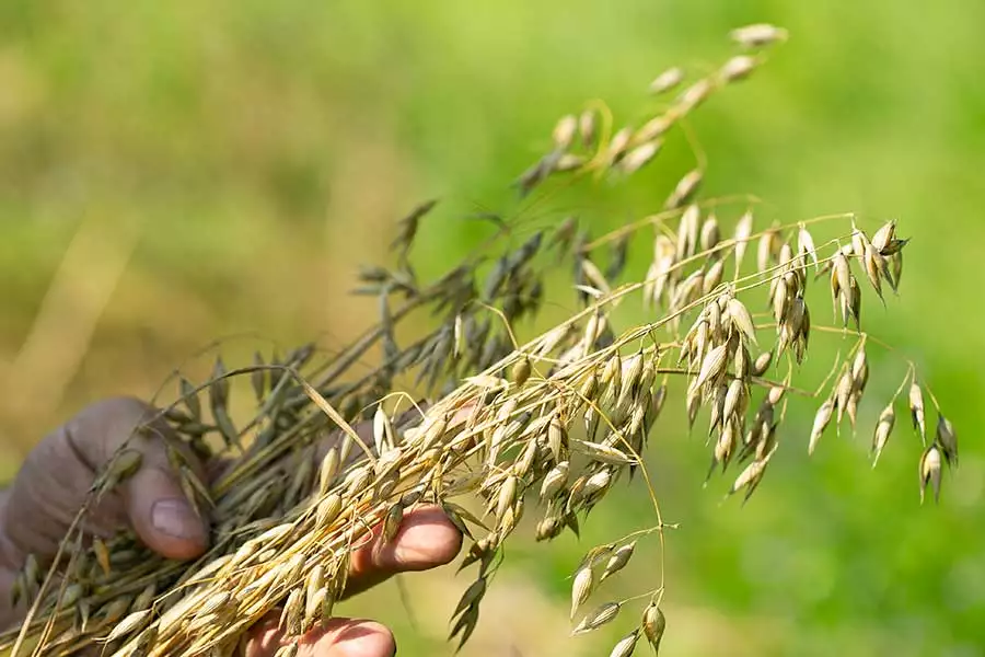 Neu gegründet: RAPUNZEL Eine Welt Bio-Stiftung