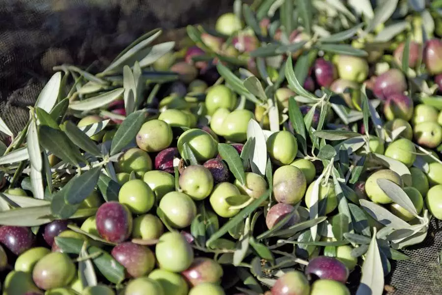 Polyphenole – natürlicher Schutz im Körper