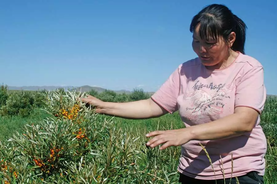 Schutz vor Wüstenbildung: Sanddornbäume – Global Nature Fund, Mongolei