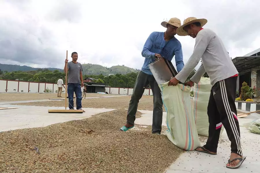 Nach dem Trocknen werden die Arabica-Bohnen in Säcke gefüllt